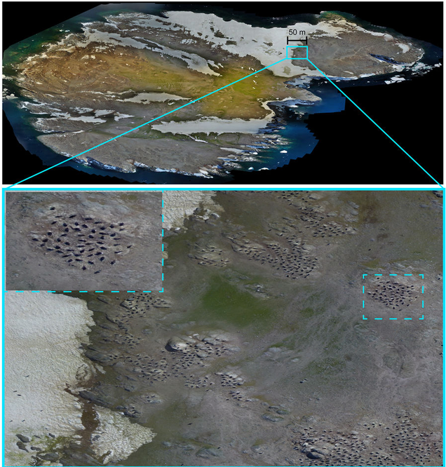 A view of Brash Island (top) with examples of penguin nest sites (below)